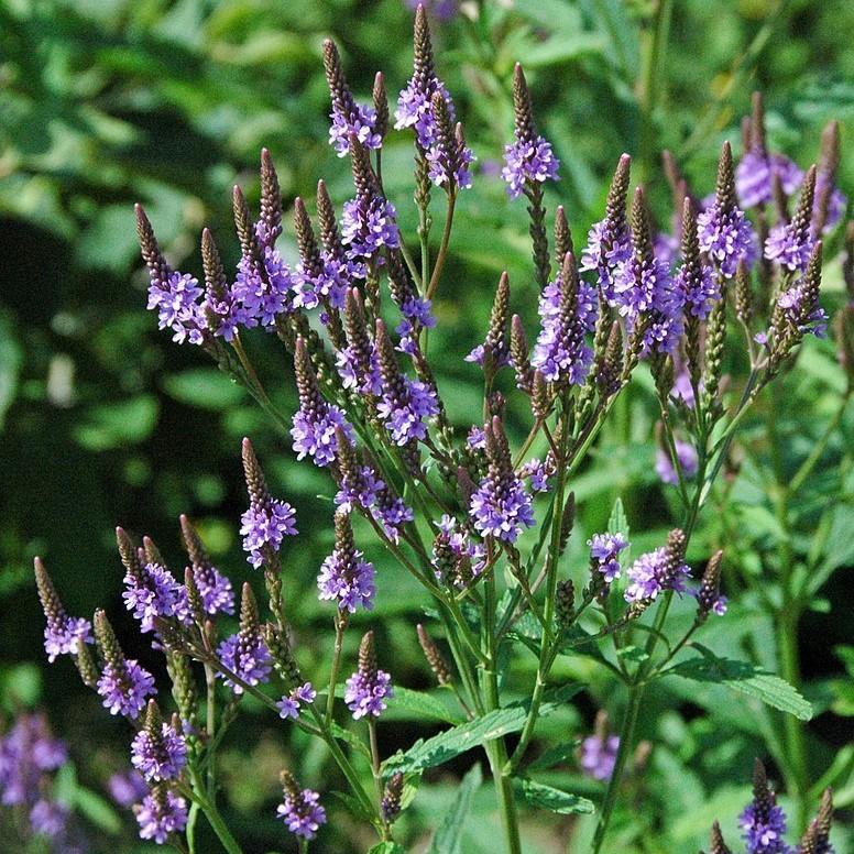 Verbena hastata - Blue Vervain