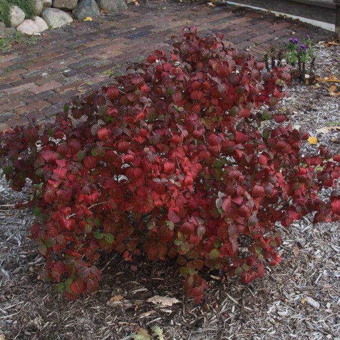 Viburnum carlesii ‘Select S’ - Sugar N' Spice™ Korean Spice Viburnum