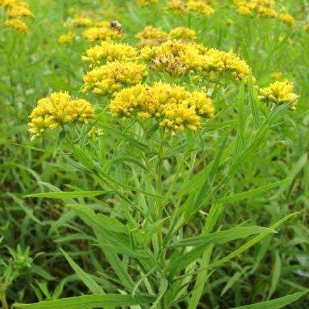 Solidago graminifolia - Grass-leaved Goldenrod