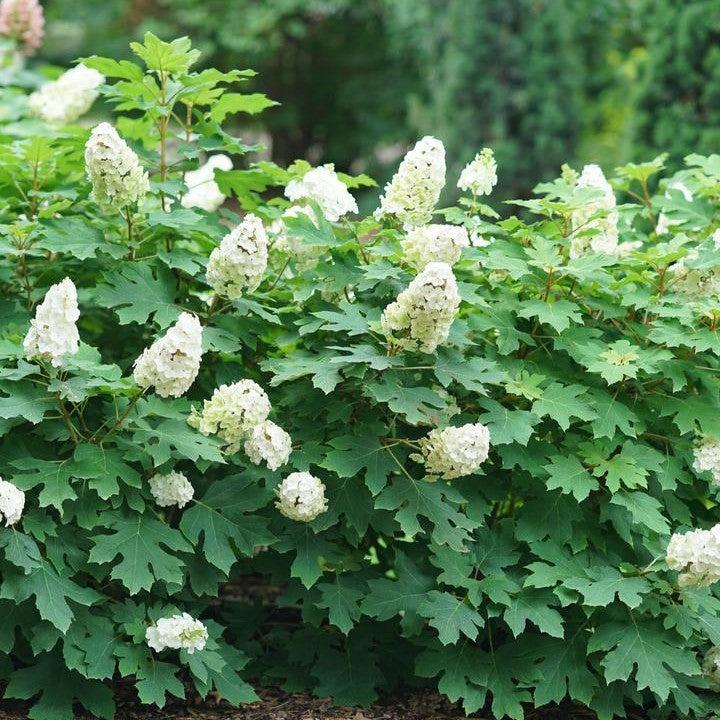 Hydrangea quercifolia 'NCHQ1' - PW® Gatsby Glow Ball® Hydrangea