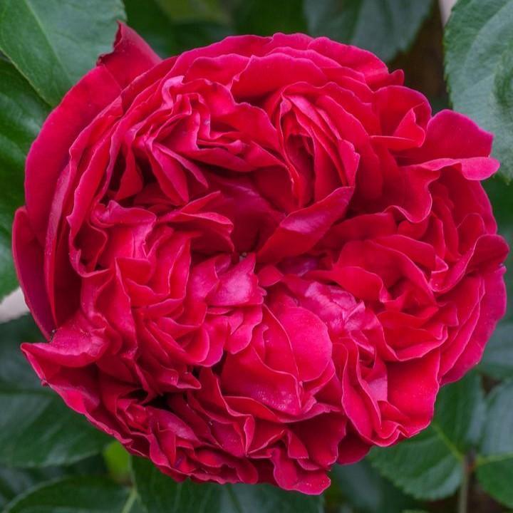 Rosa 'Meidrason' - Eden Climber® Red Rose