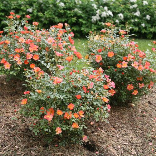 Rosa x 'FARROWRSP' - Oso Easy Hot Paprika® Rose