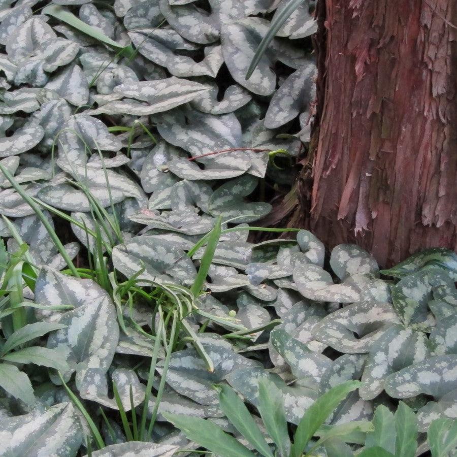 Asarum splendens - Chinese Wild Ginger
