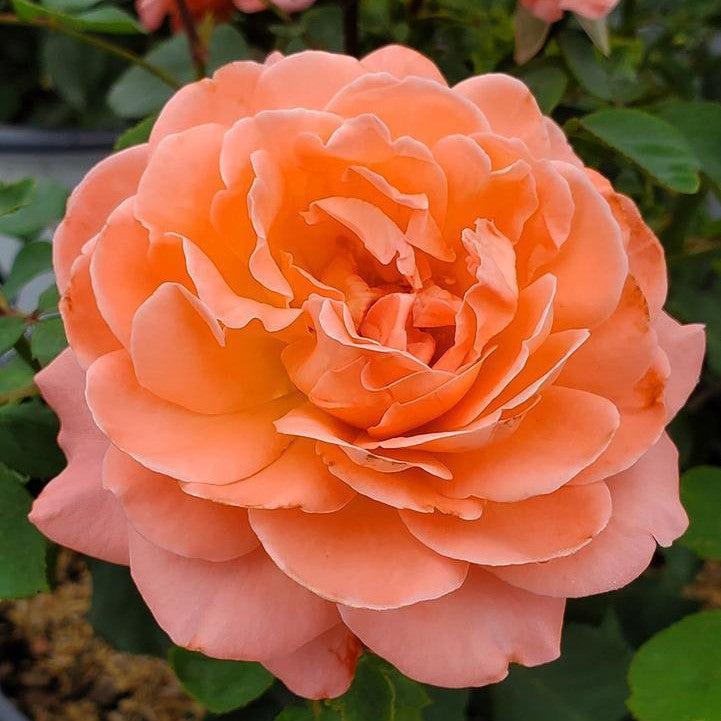 Rosa x 'BOZFRA221' - Reminiscent™ Coral Rose