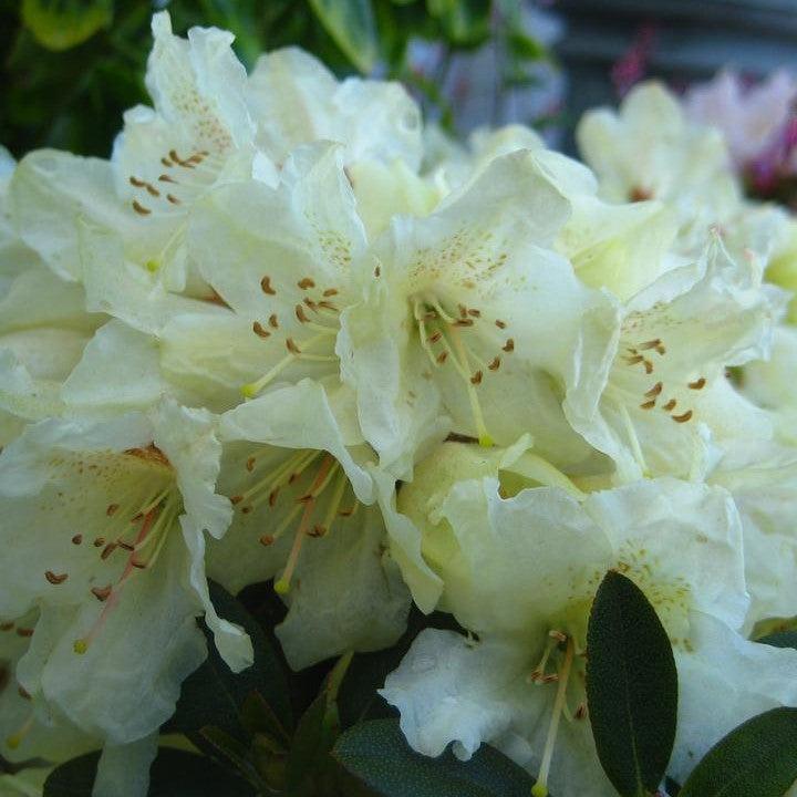 Rhododendron x 'Towhead' - Towhead Rhododendron