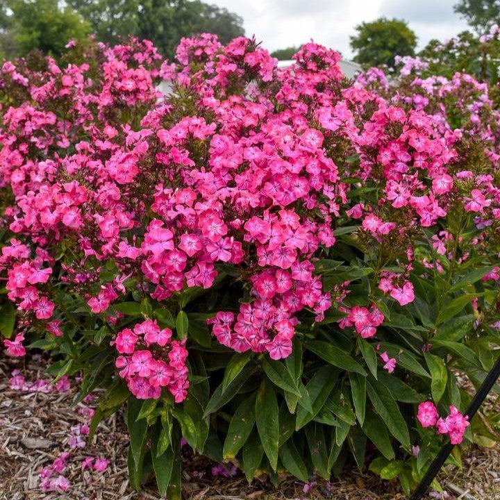 Phlox paniculata 'Luminary Pink Lightning' - Luminary® Pink Lightning Phlox