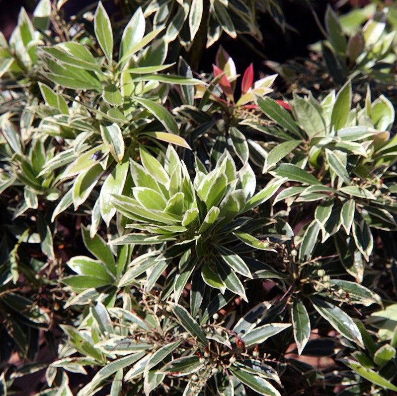 Flaming Silver Pieris