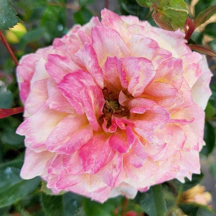 Rosa 'BAIbox' - Easy Elegance® Music Box Rose