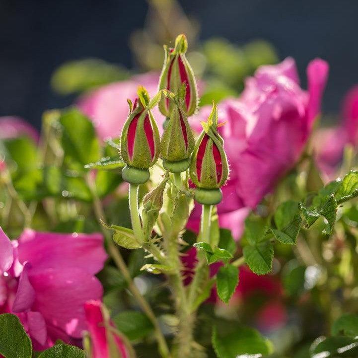 Rosa rugosa 'BOC rogosnif' - Lotty's Love™ Rose