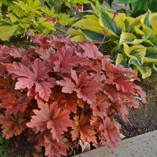 Heuchera 'Hopscotch' - PW® Fun and Games® Hopscotch Coral Bells