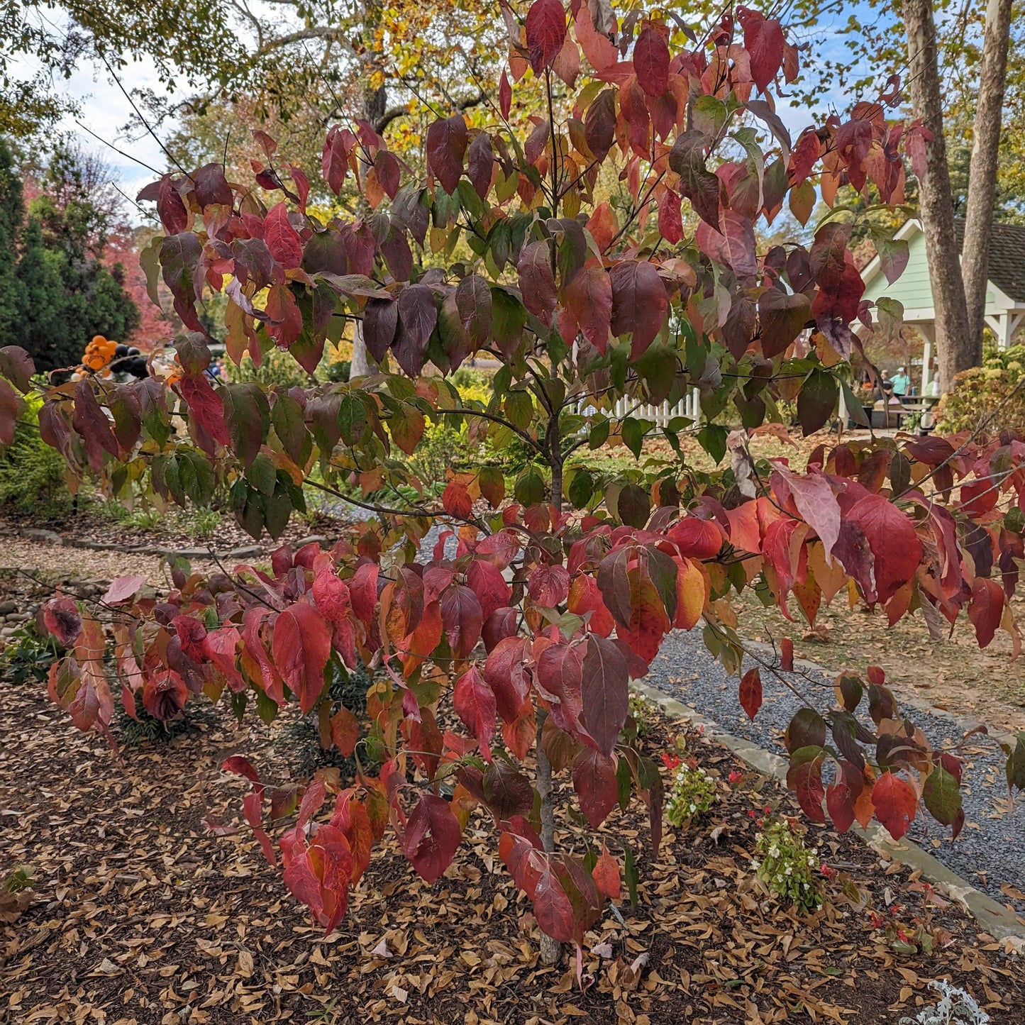 Cornus florida 'Comco No. 1' - Cherokee Brave Dogwood