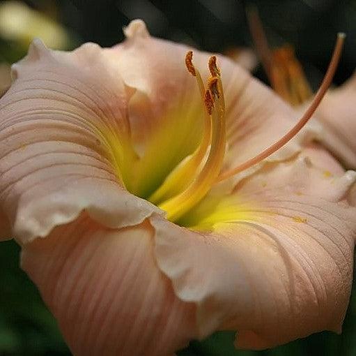 Hemerocallis 'Barbara Mitchell' - Barbara Mitchell Daylily