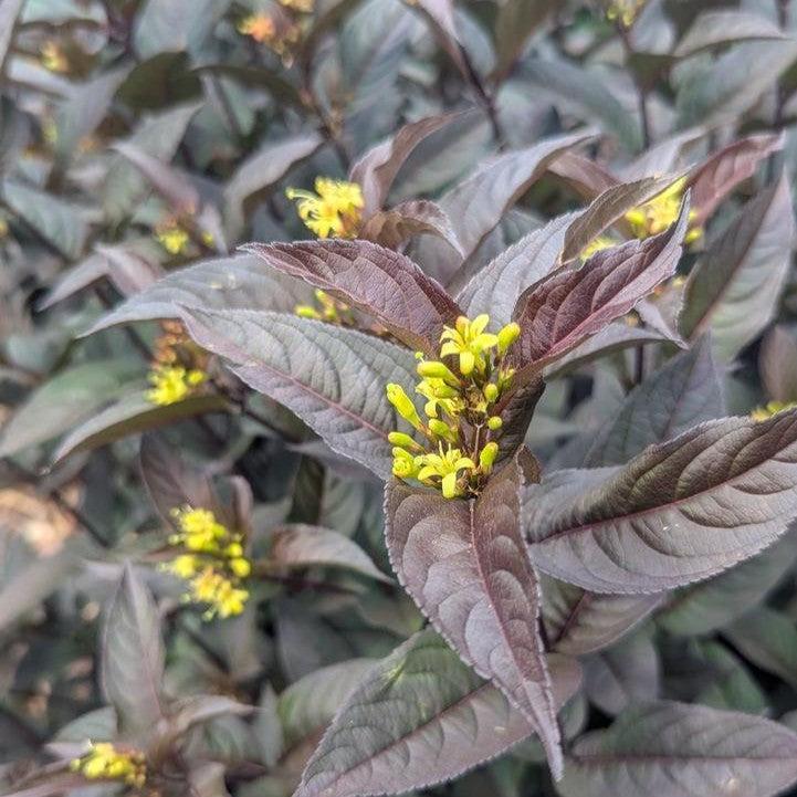 Diervilla rivularis 'SMNDSN' - Kodiak® Jet Black Honeysuckle