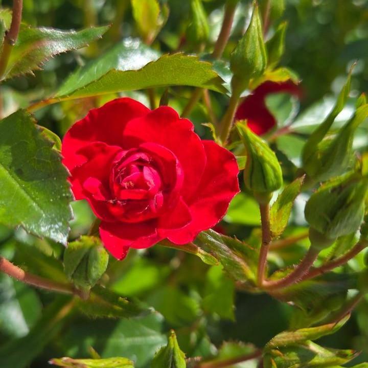 Rosa x 'Noa20059' - Flower Carpet® Mini Cherry Rose