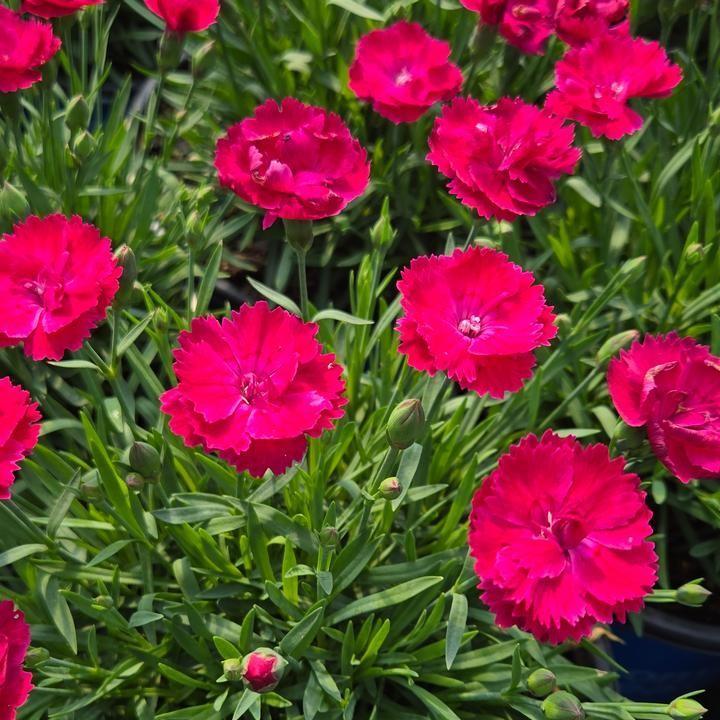 Dianthus gratianopolitanus ‘G19-159‘ - Glamour Time™ Dianthus