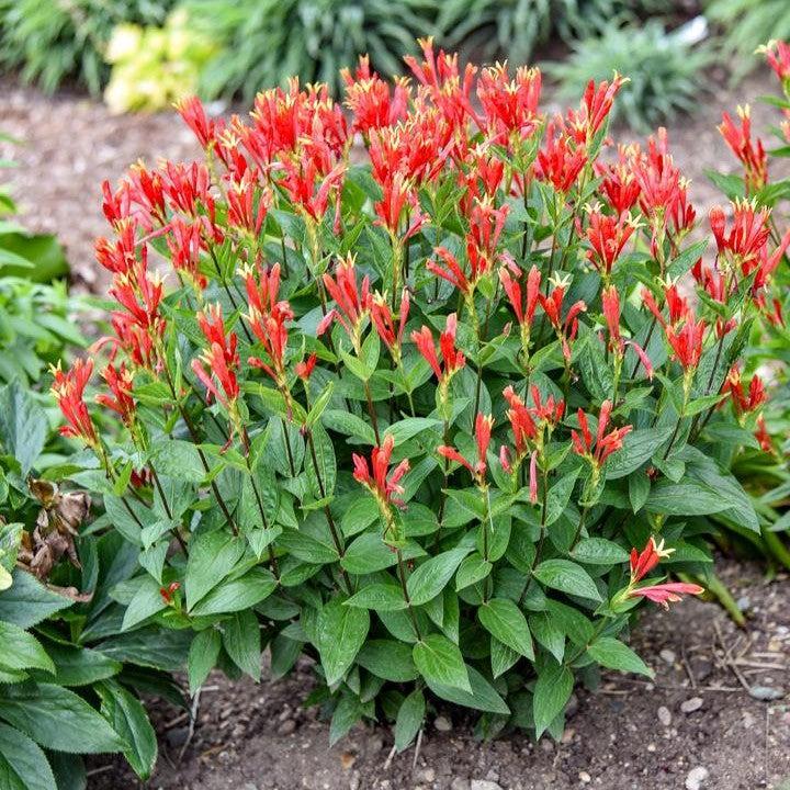 Spigelia marilandica 'Orange Slices' - Orange Slices Indian Pink