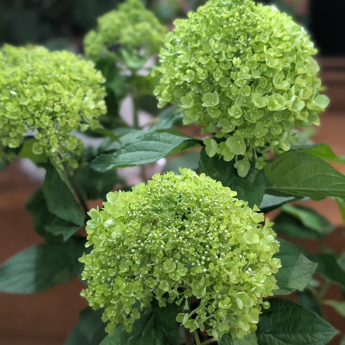 Hydrangea paniculata 'SMNHPLK' - PW® Powerball™ Hydrangea