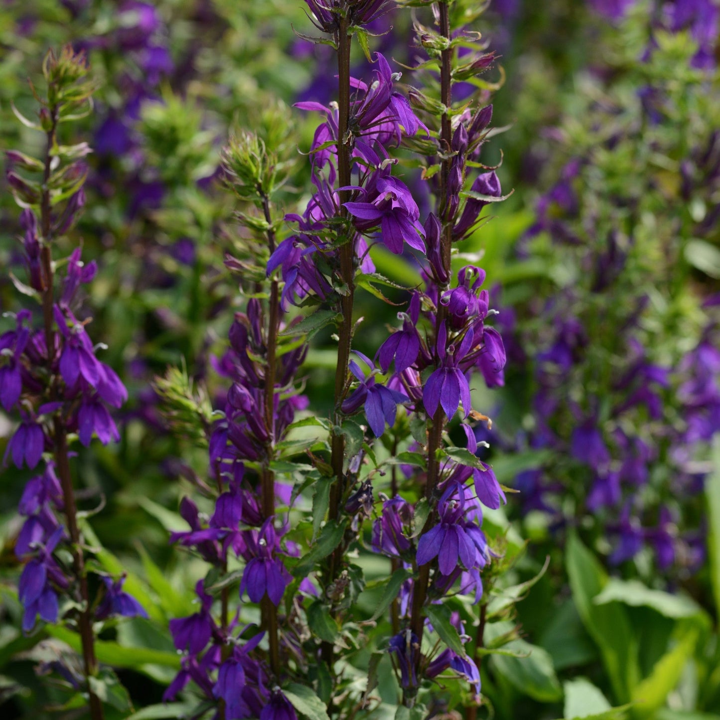 Lobelia x speciosa 'PAS1302712' - Starship™ Blue Cardinal Flower