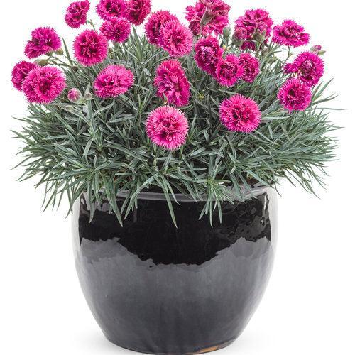 Dianthus 'Spiked Punch' - Fruit Punch® Spiked Punch Dianthus