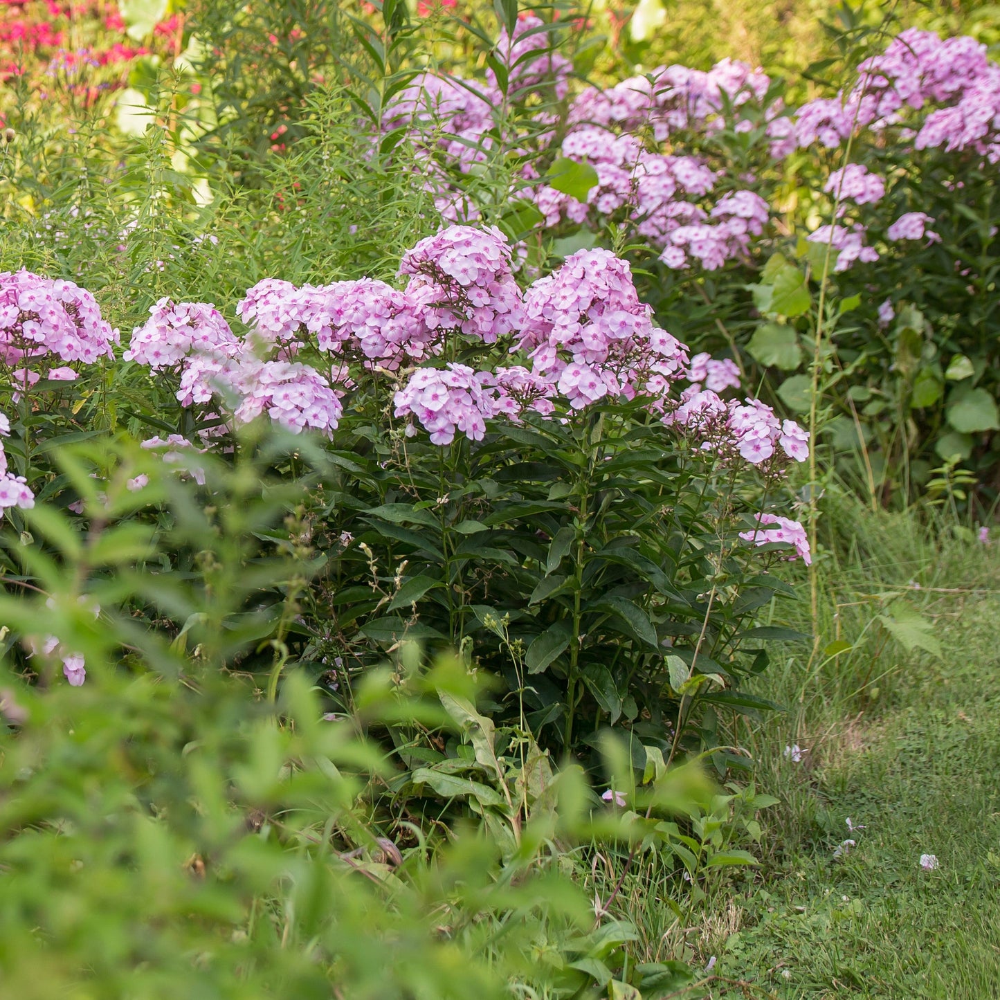 Phlox paniculata 'Ditomfav' PP21,369 - First Editions® Cotton Candy™ Phlox