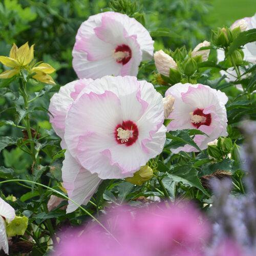 Hibiscus 'Ballet Slippers' - Summerific® Ballet Slippers Hibiscus