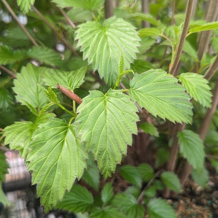 Viburnum dentatum 'Plum Pudding' - NativeStar® Plum Pudding Viburnum