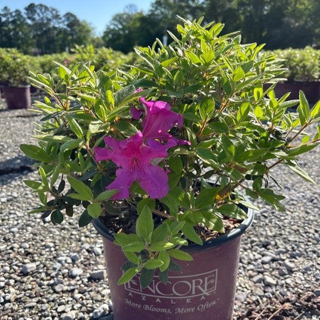 Rhododendron ‘Roblee’ - Encore® Autumn Sangria™ Azalea