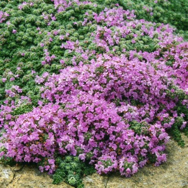Thymus pseudolanuginosus - Woolly Thyme