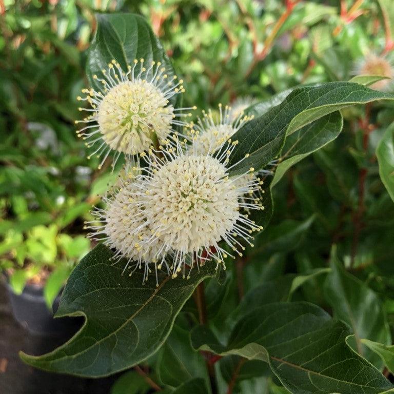 Cephalanthus occidentalis 'Kolmoon' - Magical® Moonlight Buttonbush