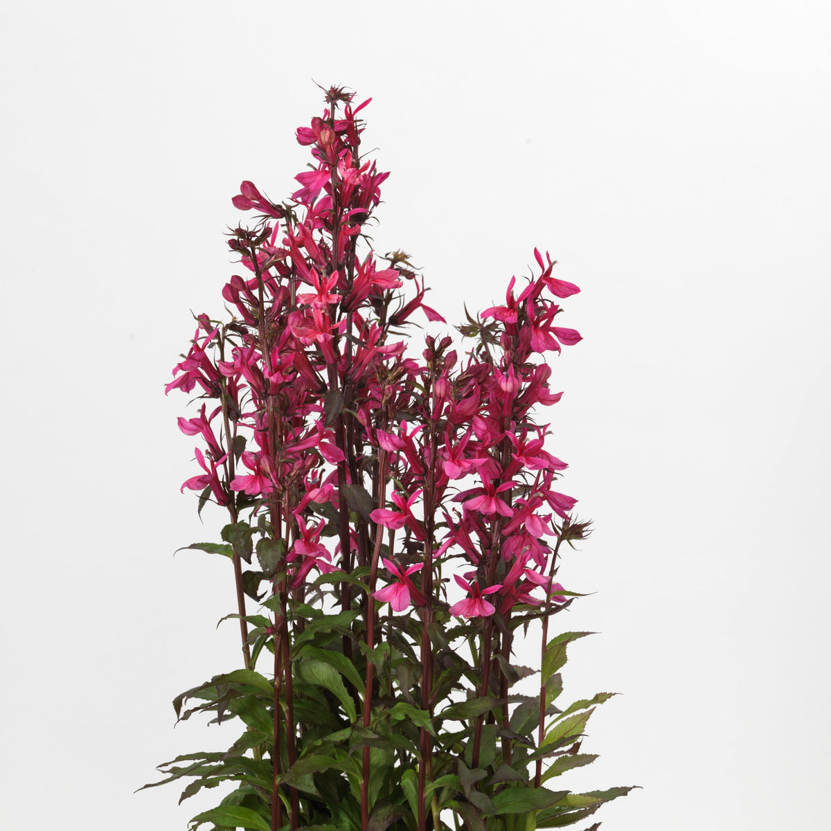 Lobelia x speciosa 'PAS1302714' - Starship™ Rose Cardinal Flower