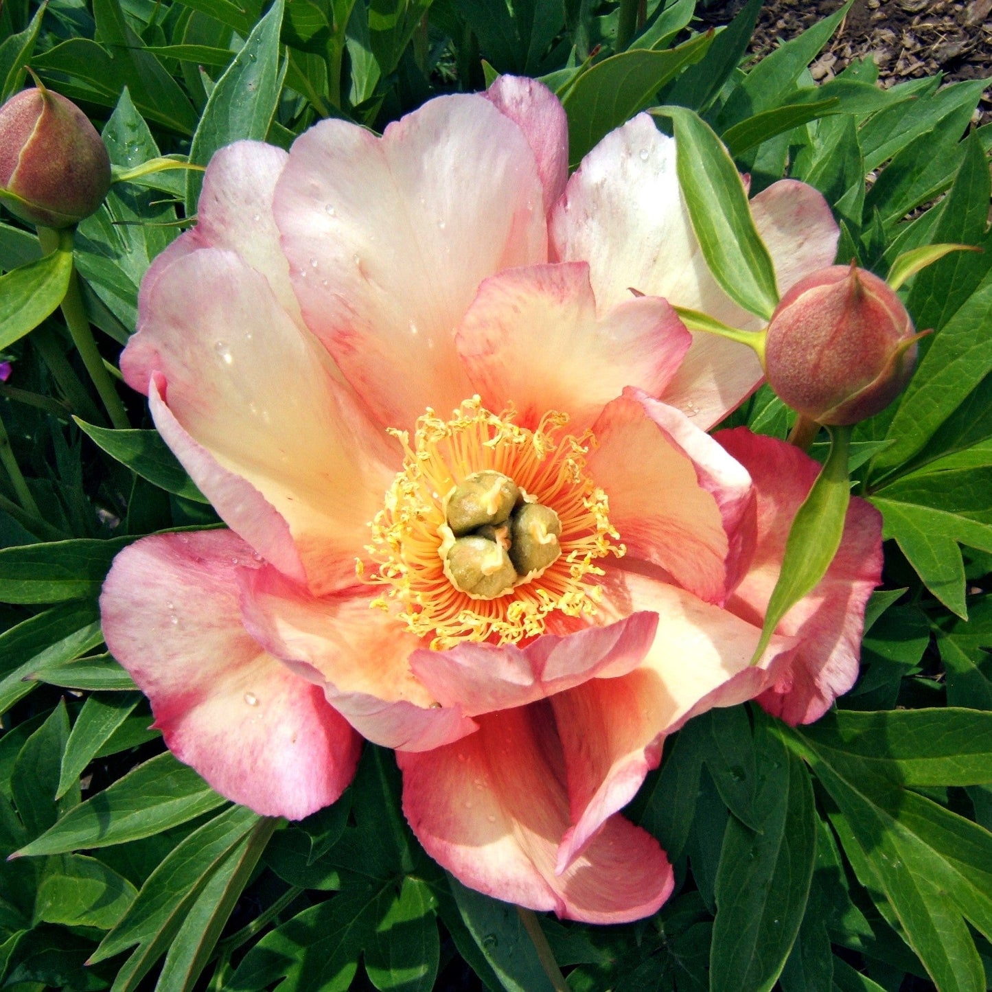 Paeonia 'Julia Rose' - Julia Rose Itoh Peony