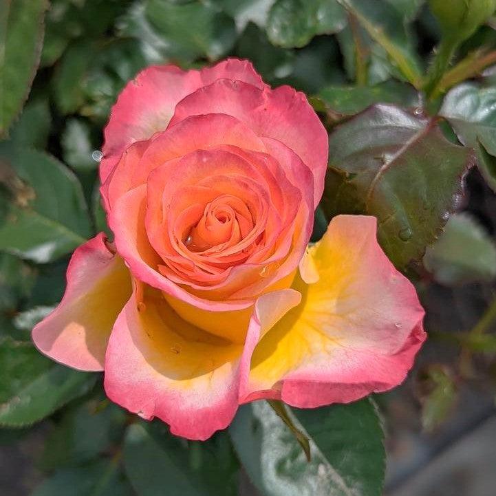 Rosa 'True Serenity' - True Serenity Rose