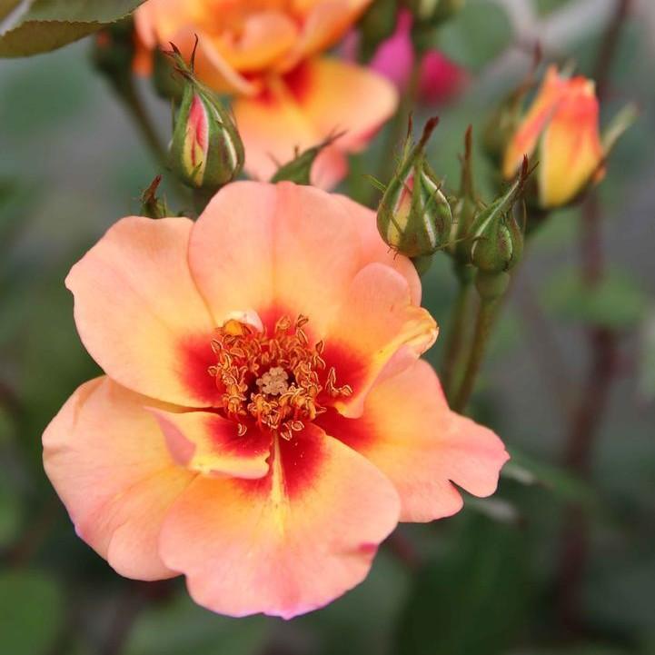 Rosa x 'Noa813219' - Flower Carpet® Peach Rose