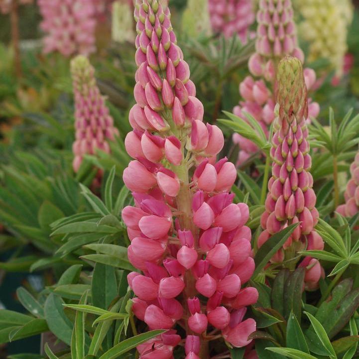 Lupinus 'Gallery Pink' - Gallery Pink Lupine