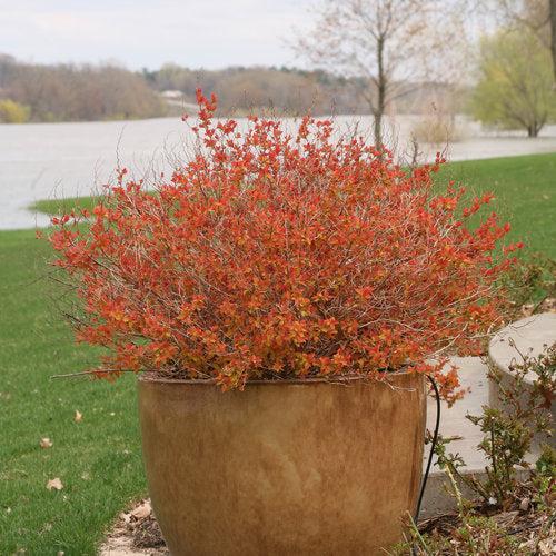 Double Play® Big Bang Spirea