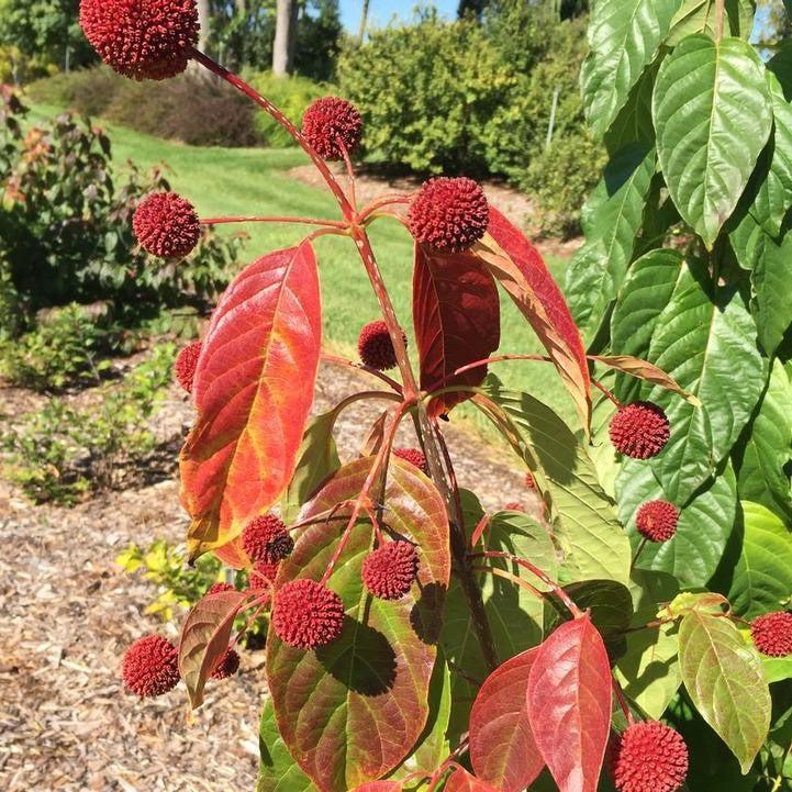 Cephalanthus occidentalis 'SMCBM' - Crimson Comet™ Buttonbush
