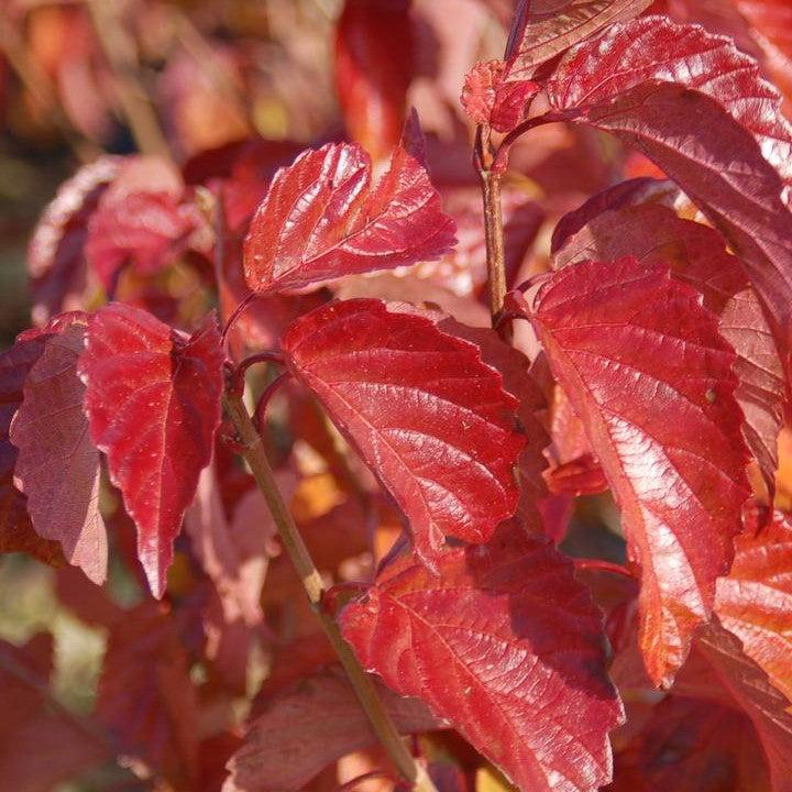Viburnum dentatum 'J.N. Select' - Red Feather® Arrowwood
