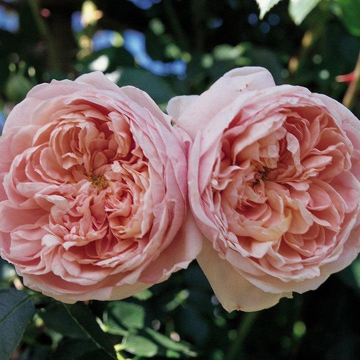 Rosa 'Meiroupis' - Bloomables® Colette™ Climbing Rose