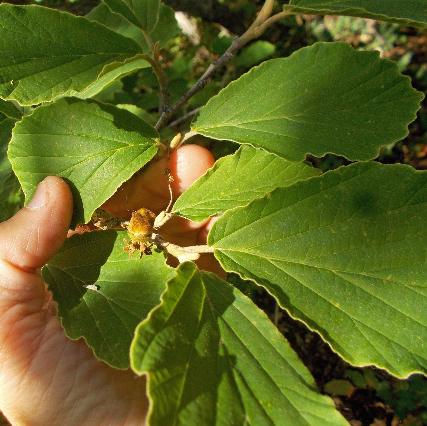 Arnold Promise Witch Hazel