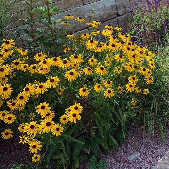 Viettes Little Suzy Black-Eyed Susan