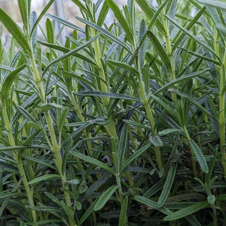 Rosmarinus officinalis 'Gorizia' - Gorizia Rosemary
