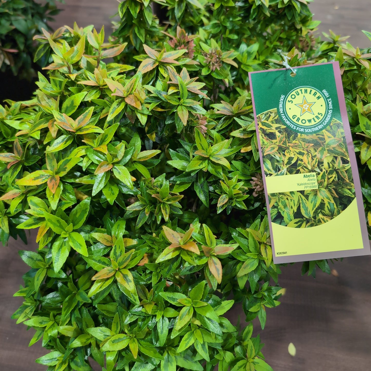 Abelia x grandiflora 'Kaleidoscope' - Kaleidoscope Abelia