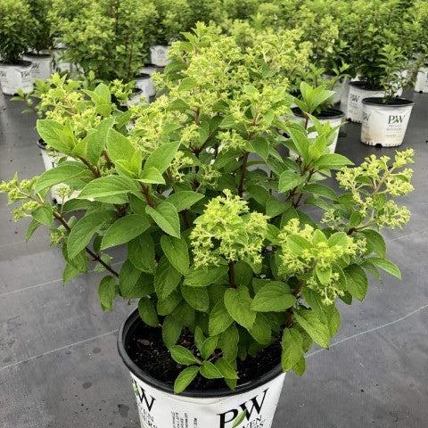 Proven Winners® Color Choice® Bobo® Hydrangea