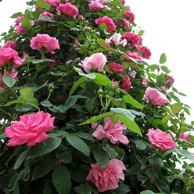 Zéphirine Drouhin Rose