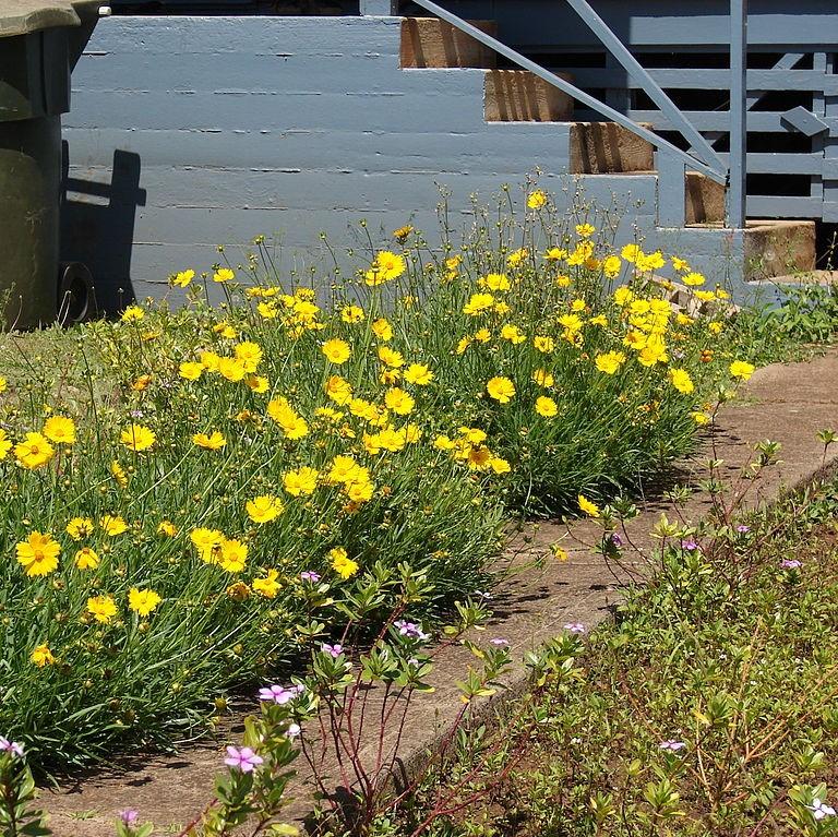 Coreopsis lanceolata - Lanceleaf Coreopsis