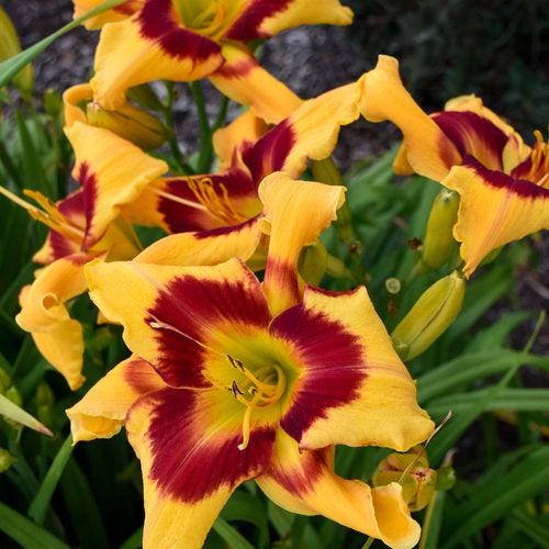 Hemerocallis 'Tiger Swirl' - Rainbow Rhythm® Tiger Swirl Daylily