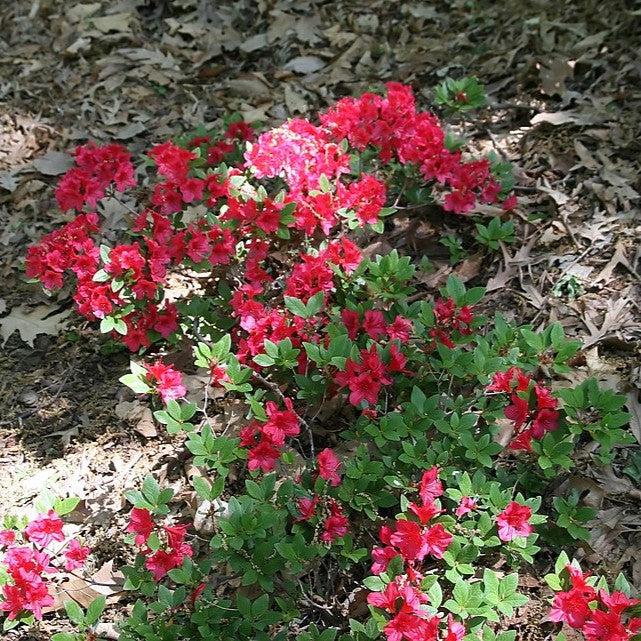 Rhododendron 'Bixby' - Bixby Azalea