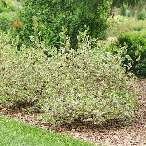 Cornus alba 'Verpaalen2' PP34,377 - Sgt. Pepper™ Dogwood
