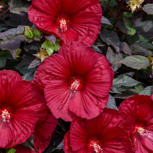Summerific® Holy Grail Hibiscus