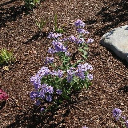 Aster laevis 'Bluebird' - Bluebird Smooth Aster